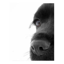 トザソウル – チョコレートコッカースパニエル犬ポートレート