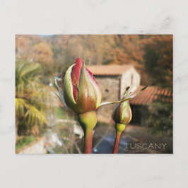 トスカナ秋のバラ。トスカーナ。 ポストカード