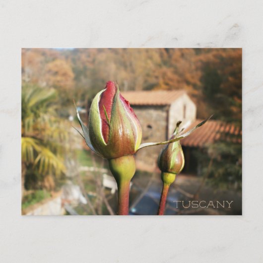 トスカナ秋のバラ。トスカーナ。 ポストカード (正面)