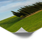 トスカーナのヒノキのポスター ポスター (角)