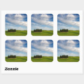 トスカーナのヒノキの木 スクエアシール (シート)