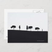 トスカーナの典型的な木 ポストカード (正面/裏面)