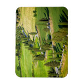 トスカーナの長方形マグネットにサイプレスの裏地の道路 マグネット (縦)