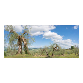 トスカーナの風景に古いオリーブの木 フォトプリント           