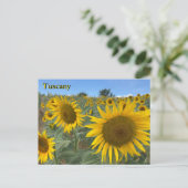 トスカーナひまわり葉書 ポストカード (スタンド正面)