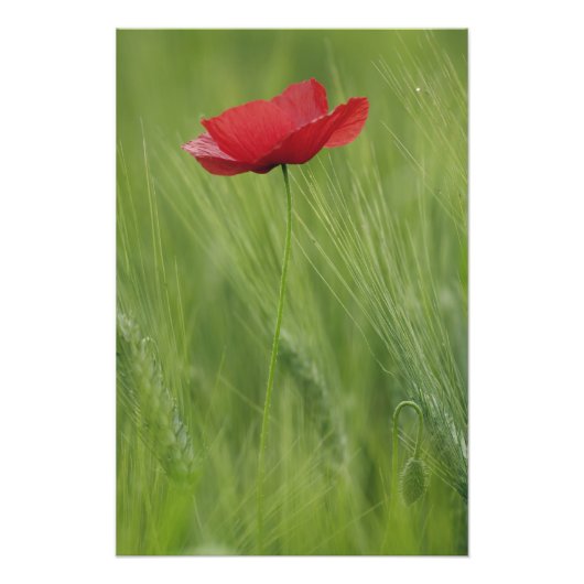トスカーナ州の小麦作物の間の赤いケシの花 フォトプリント            (正面)