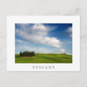 トスカーナ白葉書のヒノキの木 ポストカード (正面)