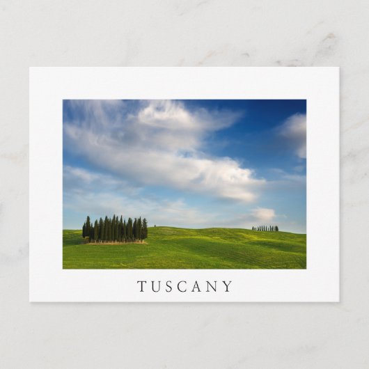 トスカーナ白葉書のヒノキの木 ポストカード (正面)