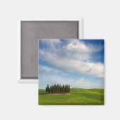 トスカーナ磁石のヒノキの木 マグネット (正面/裏面)