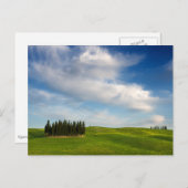 トスカーナ葉書のヒノキの木 ポストカード (正面/裏面)