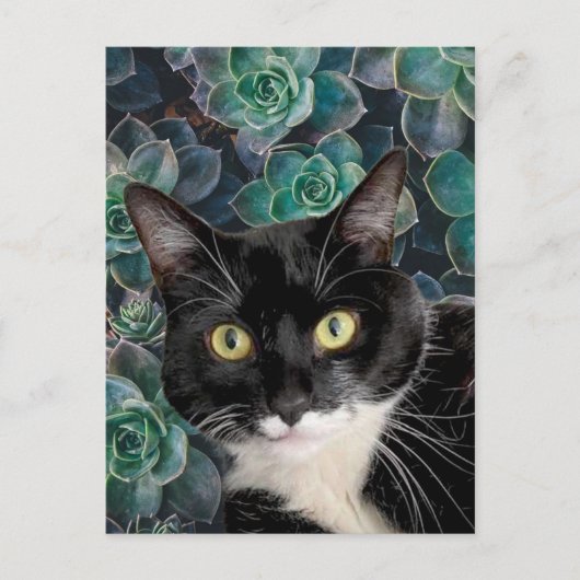 トップキャットポストカード ポストカード (正面)