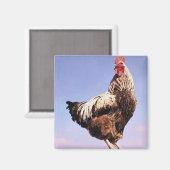 トップルースター マグネット (正面/裏面)