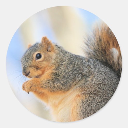 トデイズフルボール ラウンドシール (正面)