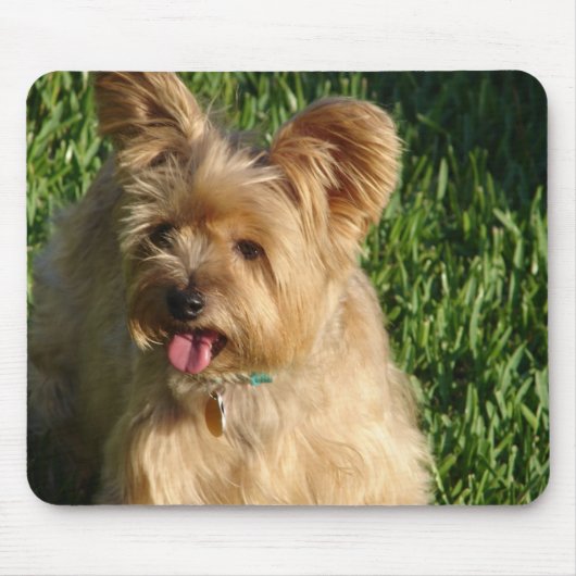 トト マウスパッド (正面)