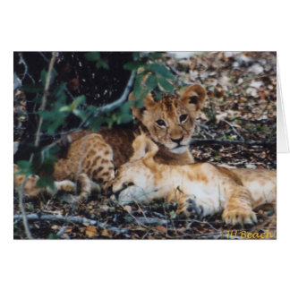 トトSimbas (ベビーのライオン)