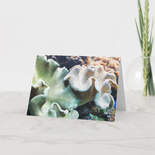 トドスツール革サンゴ シーズンカード (正面)