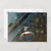 トドラーオポッサム1 ポストカード (正面/裏面)