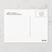 トドラーオポッサム1 ポストカード (裏面)