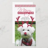 トナカイのアントラー&レッドノーズペットのクリスマス！ シーズンカード (正面/裏面)