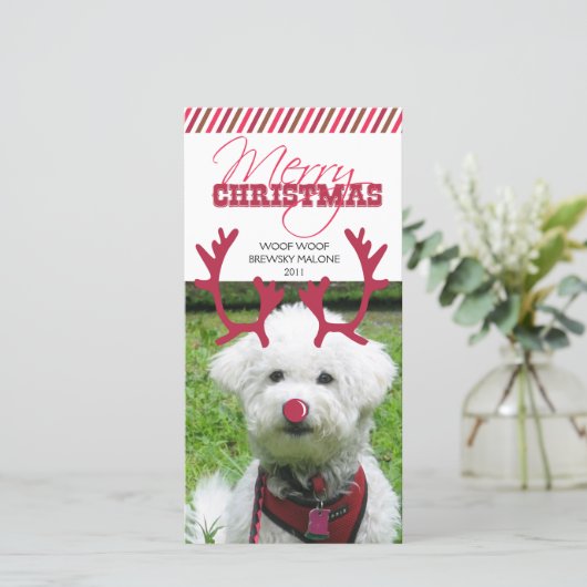 トナカイのアントラー&レッドノーズペットのクリスマス! シーズンカード (スタンド正面)