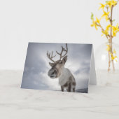 トナカイの写真 カード (黄色い花)