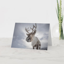 トナカイの写真 カード