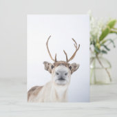 トナカイの写真 サンキューカード (スタンド正面)