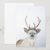 トナカイの写真 サンキューカード (正面/裏面)