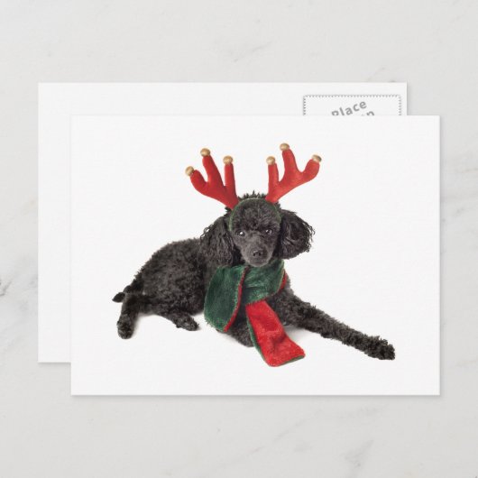 トナカイの服を着たクリスマスブラックトイプードル犬 シーズンポストカード (正面/裏面)