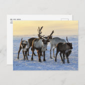 トナカイの群れ ポストカード (正面/裏面)