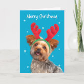 トナカイの耳で楽しいクリスマスかわいいヨークシャーテリア犬|過去記事 シーズンカード (正面)