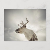 トナカイの自然写真 ポストカード (正面)