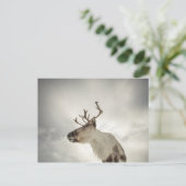 トナカイの自然写真 ポストカード (スタンド正面)