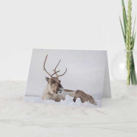 トナカイの雪写真 カード (正面)