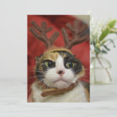 トナカイの〔雄ジカの〕枝角 (スタンド正面)