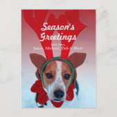 トナカイを着て雪の中に座っている犬 ポストカード (正面)