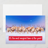 トナカイピッグス 招待状 (正面/裏面)