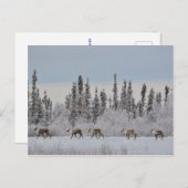 トナカイ付きクリスマスハガキ、冬の景色 ポストカード (正面/裏面)