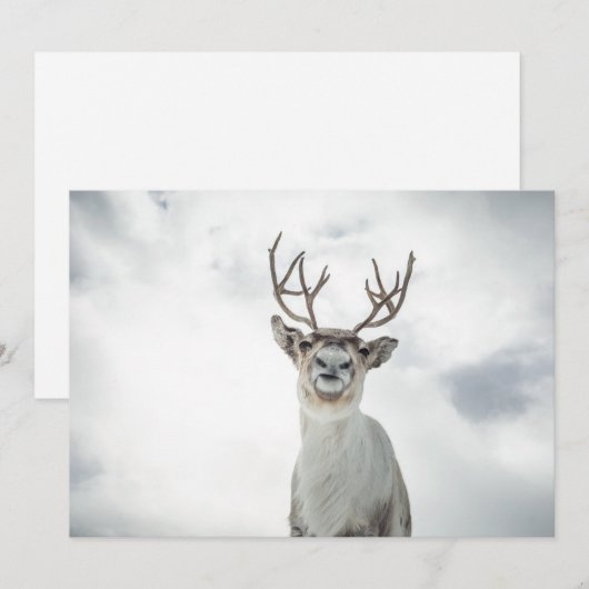 トナカイ写真カード (正面/裏面)