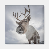 トナカイ写真 マグネット (正面)