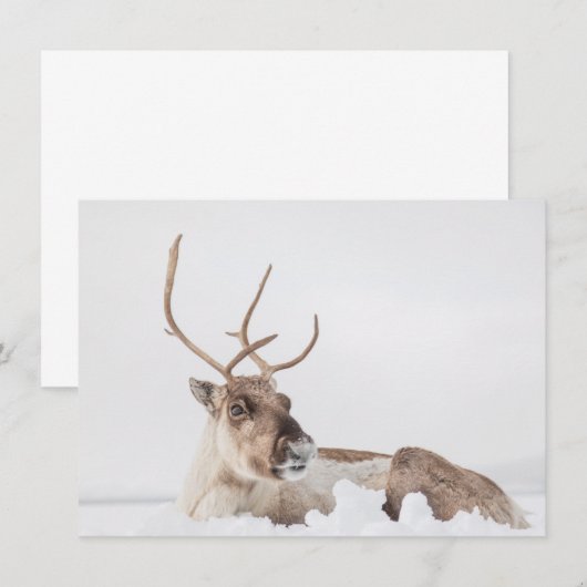 トナカイ自然フォトカード (正面/裏面)