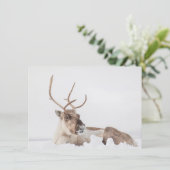 トナカイ自然フォトカード (スタンド正面)