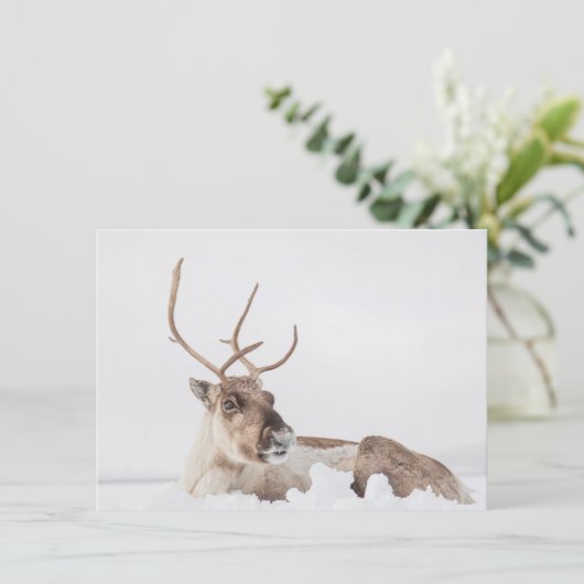 トナカイ自然フォトカード (スタンド正面)