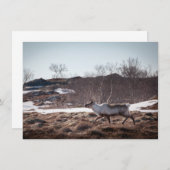 トナカイ自然フォトカード (正面/裏面)