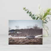 トナカイ自然フォトカード (スタンド正面)