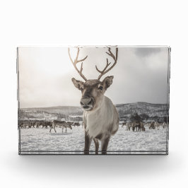 トナカイ自然写真ポスター フォトブロック