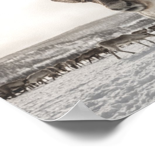 トナカイ自然写真ポスター ポスター (角)