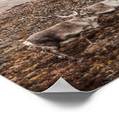 トナカイ自然写真ポスター ポスター (角)