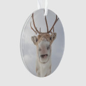 トナカイ自然写真 オーナメント (正面)