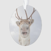 トナカイ自然写真 オーナメント (正面)